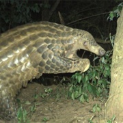 Giant Pangolin