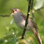 Nightingale