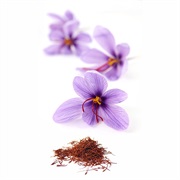 Saffron Crocus (Crocus Sativus)