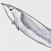 Perrin's Beaked Whale