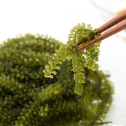 Umibudou (Sea Grapes)