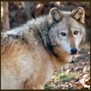 Vancouver Island Wolf