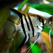 Angelfish