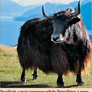 Yak