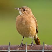 Rufous Hornero (Furnarius Rufus)