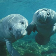 West Indian Manatee