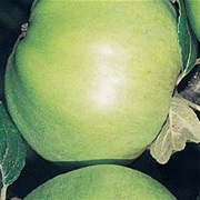 Grenadier Apple