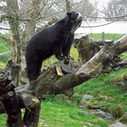 Jersey Zoo, Channel Islands