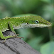 Lizard