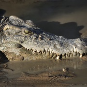 Siamese Crocodile