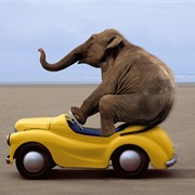 Elephant Driving