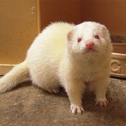 Ferret