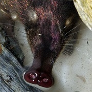 Sierra De Cebollera Natural Park, Spain