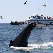 Go Whale and Dolphin Watching. It Helps Communities Value Their Conservation.