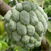 Annona