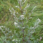 Common Mugwort (Artemisia Vulgaris)