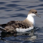 Great Shearwater