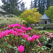 Meerkerk Rhodedendron Gardens (Greenbank, Washington)