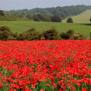 Flanders Fields