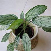 Chinese Evergreen
