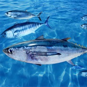 Albacore (Aka: Longfin, Albie, Pigfish, German)