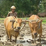 Which Work Do Animals Do for People?