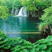 Amazon Forest, South America