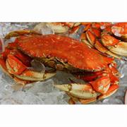 Dungeness Crab