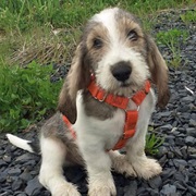 Grand Basset Griffon Vendeen