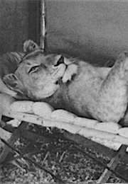 Elsa the Lioness, Born Free (1966)