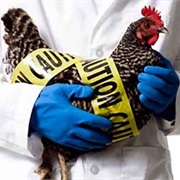 Survive a Bird Flu Outbreak