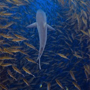 Morovo Lagoon, Solomon Islands