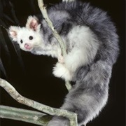 Greater Glider