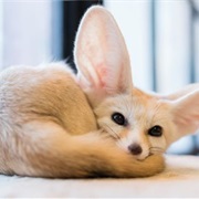 Fennec Fox