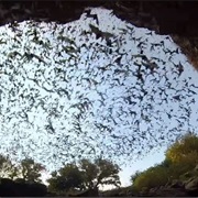 Watch Bats Fill the Sky