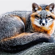 Gray Fox