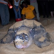 Seeing Turtles Breeding at the Lonely Beach of Playa Pui Pui, Venezuela
