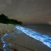 Swim With Phytoplankton