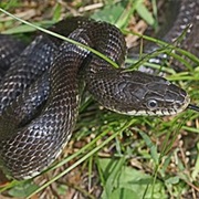 Other Colubrid Snakes