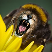 Lion Bee