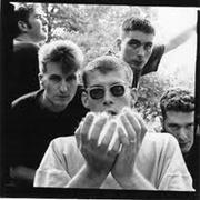 New Fast Automatic Daffodils