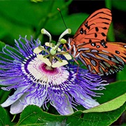 Passion Flower
