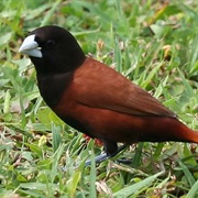 Chestnut Munia
