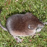 Common Shrew