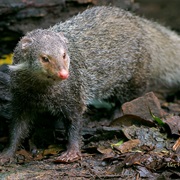 Crab-Eating Mongoose