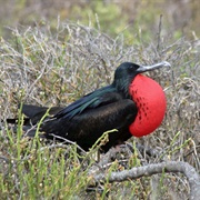 Great Frigatebird