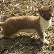 Short-Tailed Weasel