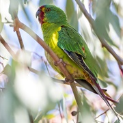 Swift Parrot