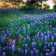 Pick Bluebonnets on the Side of the Highway