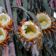 Desert Night-Blooming Cereus (Peniocereus)